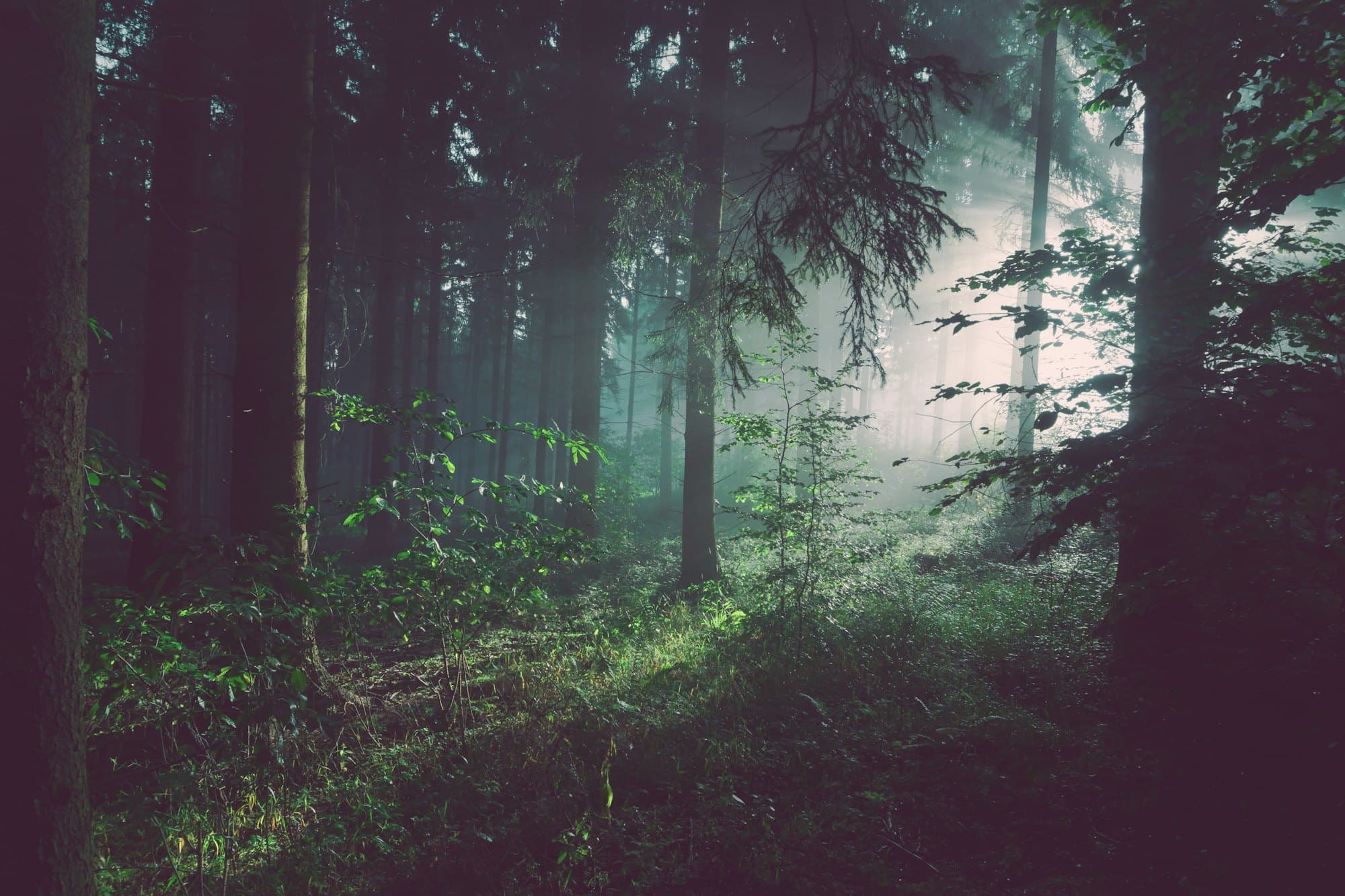 Misty forest canopy