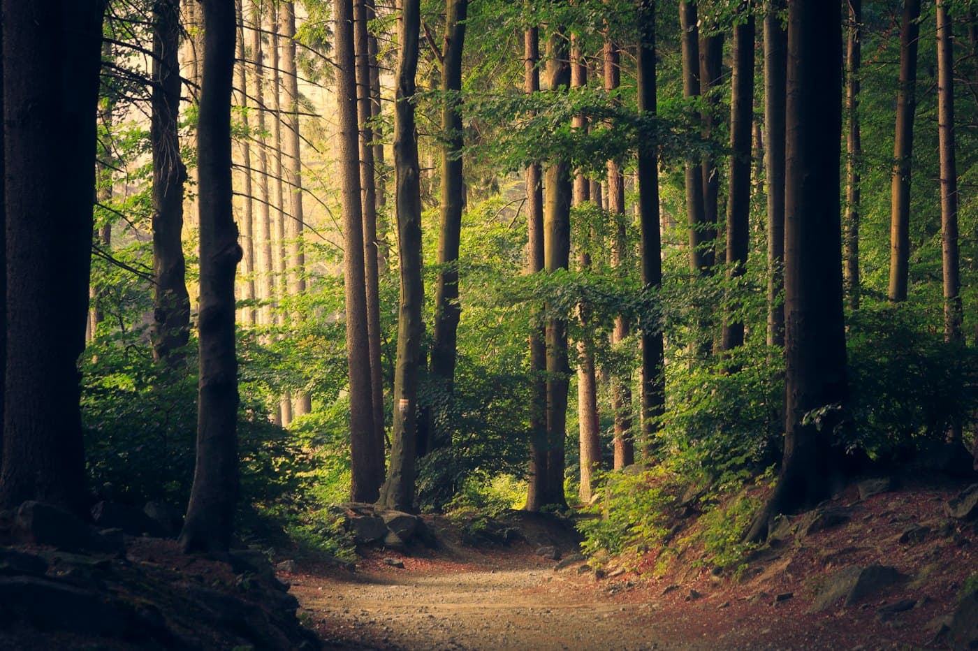 Sunlit woodland path